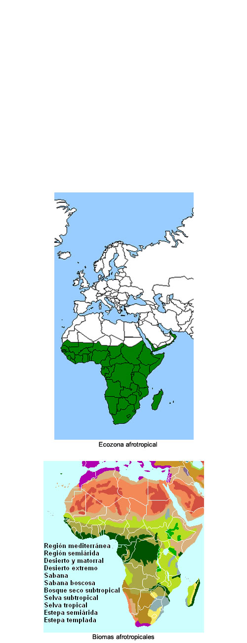Ecozona afrotropical